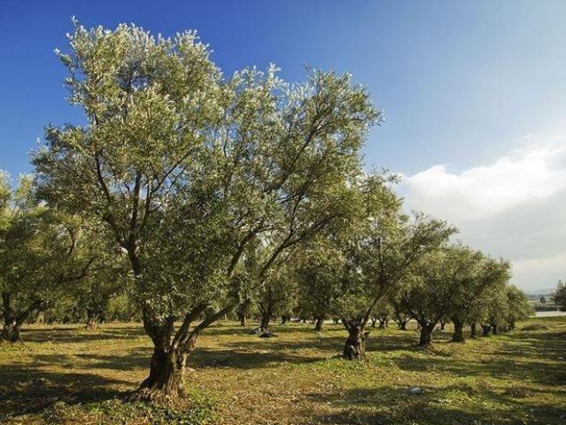 Terreno in vendita a Calenzano FI