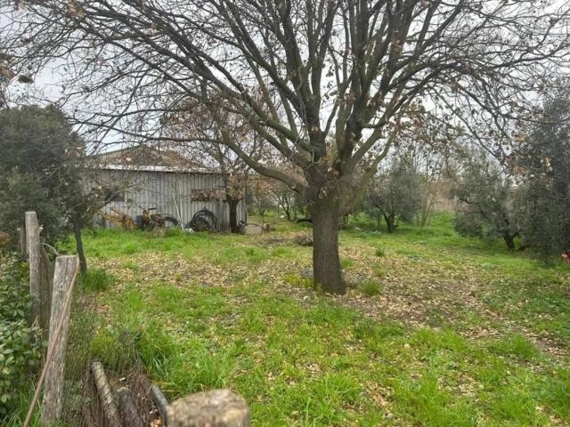 Terreno in vendita a Capalbio GR