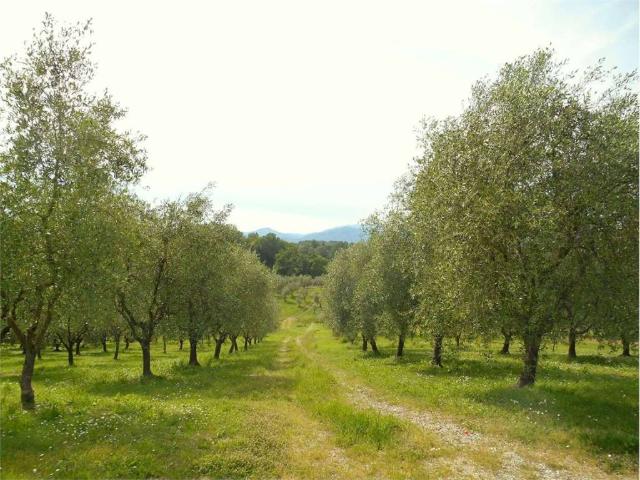 Terreno in vendita a Capannori LU