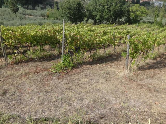Terreno in vendita a Carmignano