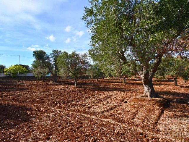 Terreno in vendita a Carovigno BR