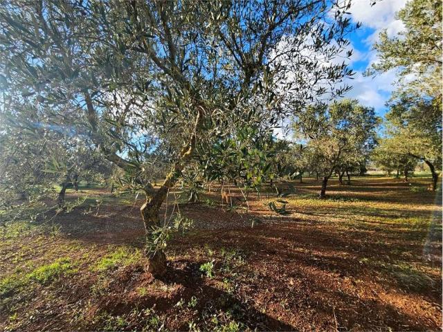 Terreno in vendita a Carovigno BR