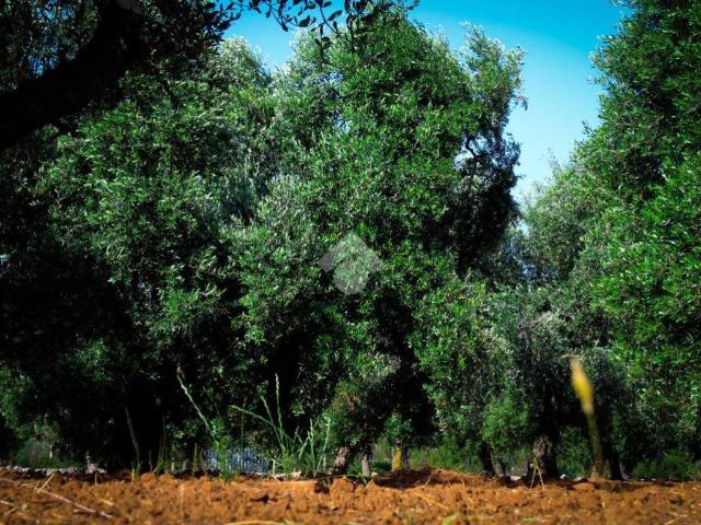 Terreno in vendita a Carovigno BR