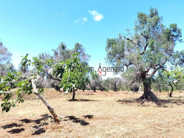 Terreno in vendita a Carovigno BR