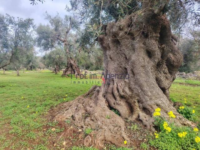Terreno in vendita a Carovigno BR