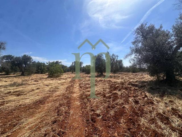 Terreno in vendita a Carovigno BR
