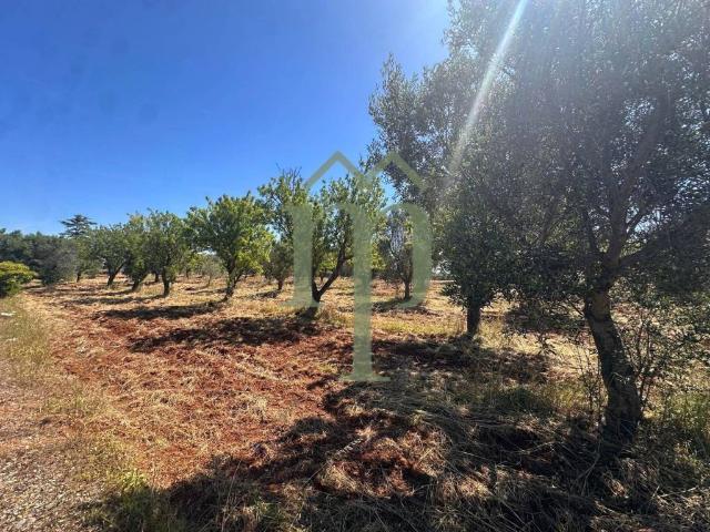 Terreno in vendita a Carovigno BR