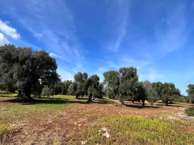 Terreno in vendita a Carovigno BR