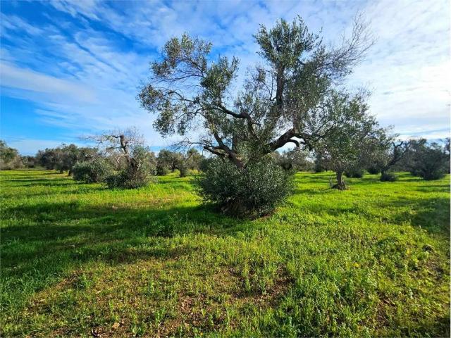 Terreno in vendita a Carovigno BR