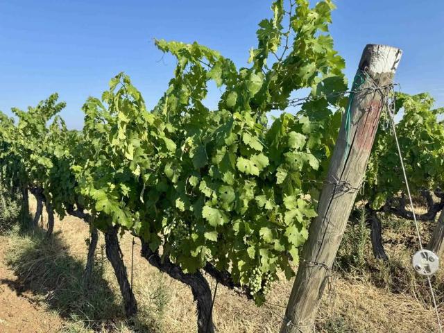 Terreno in vendita a Castagneto Carducci LI