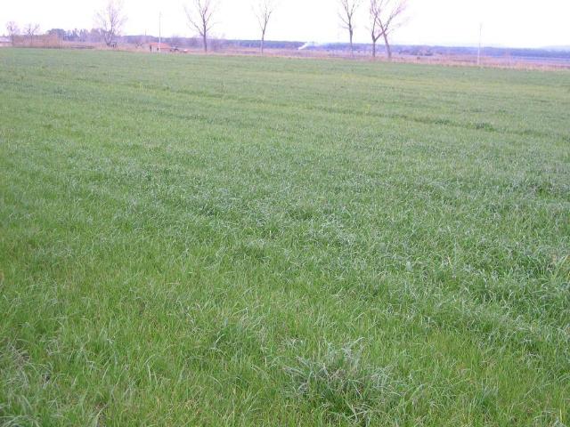 Terreno in vendita a Castagneto Carducci LI