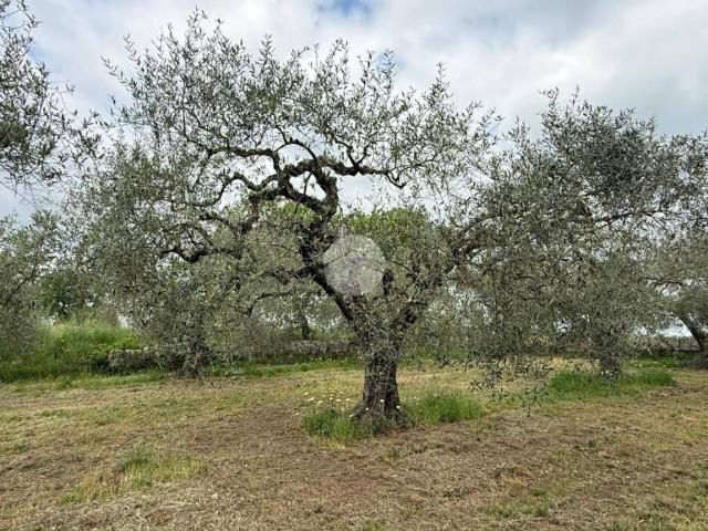 Terreno in vendita a Castel Sant'Elia VT