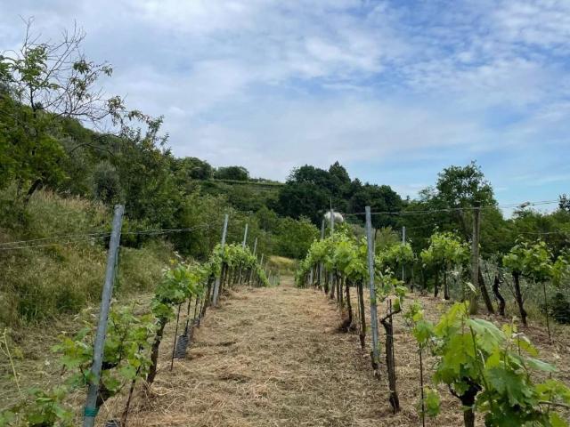 Terreno in vendita a Castelli Calepio BG