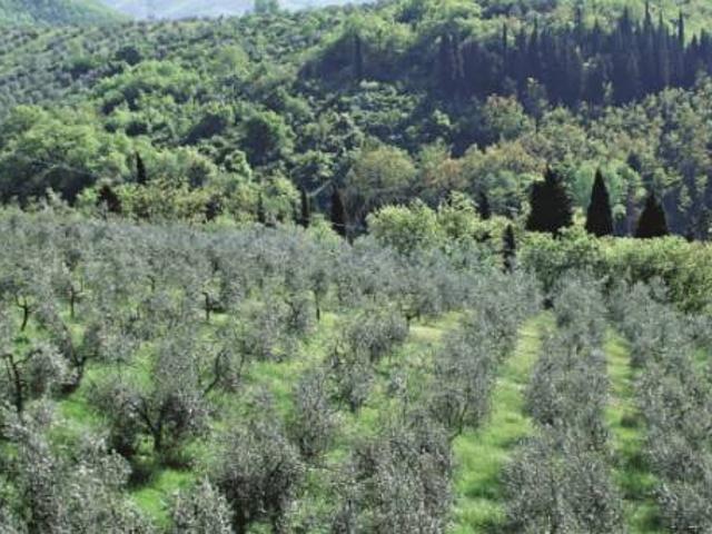 Terreno in vendita a Castiglione d'Orcia SI