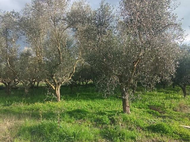 Terreno in vendita a Casal Velino SA