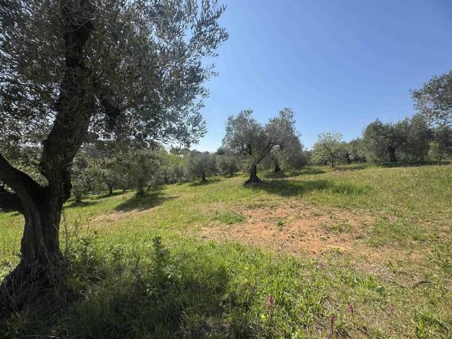 Terreno in vendita a Casale Marittimo PI
