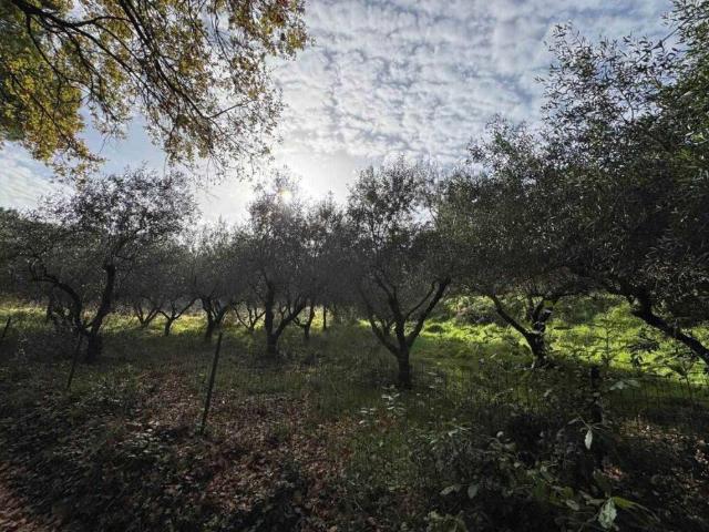 Terreno in vendita a Casale Marittimo PI