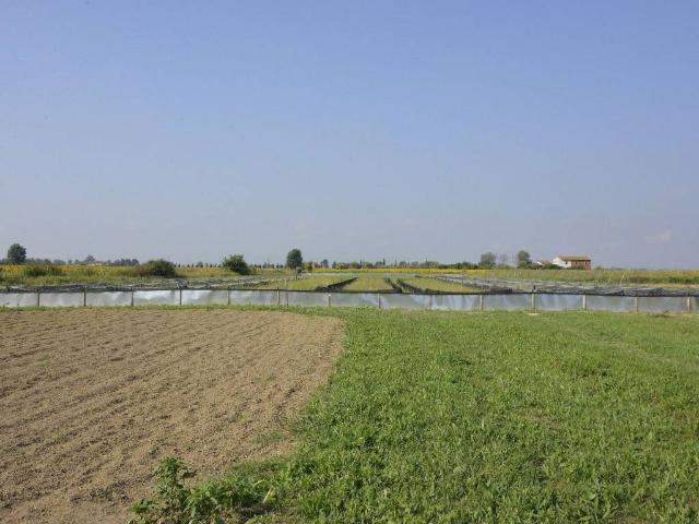 Terreno in vendita a Cascina PI
