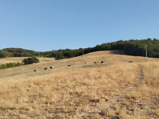 Terreno in vendita a Casole d'Elsa SI