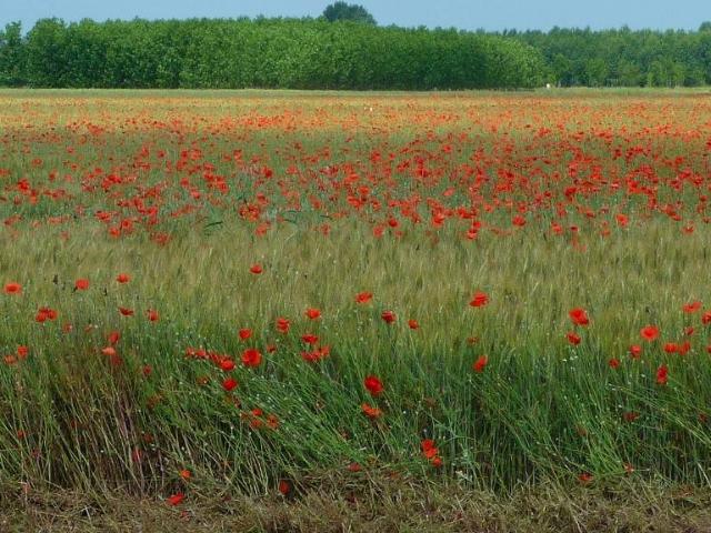 Terreno in vendita a Cassano d'Adda MI
