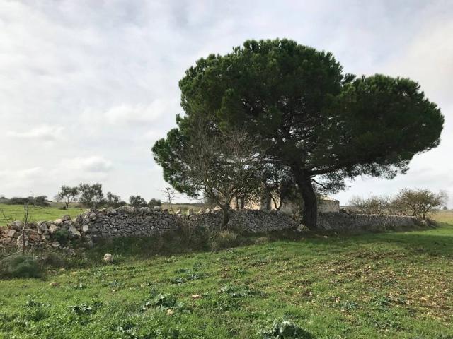 Terreno in vendita a Cassano delle Murge BA