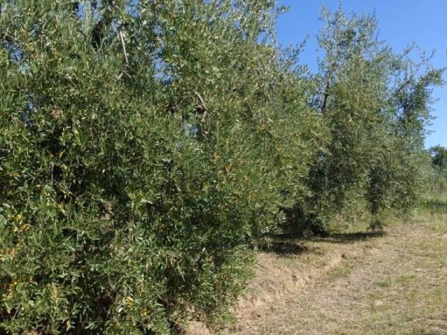 Terreno in vendita a Cavriglia AR