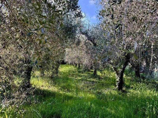 Terreno in vendita a Cecina LI