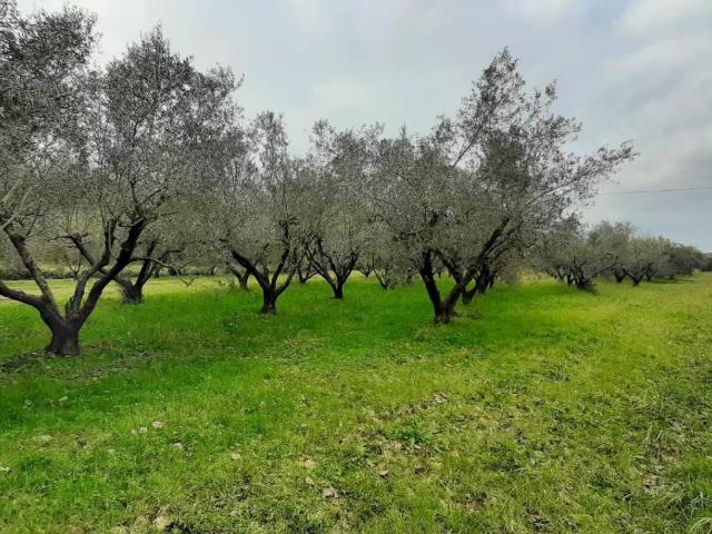 Terreno in vendita a Cecina LI