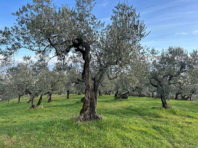 Terreno in vendita a Cecina LI