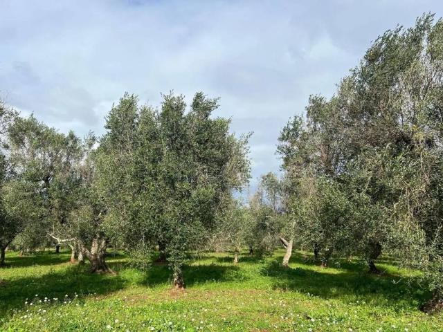 Terreno in vendita a Ceglie Messapica BR