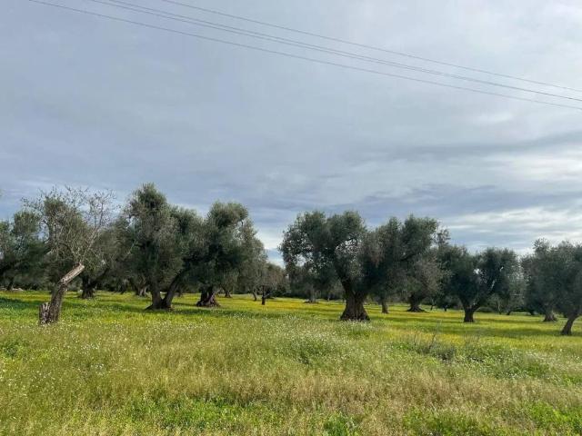 Terreno in vendita a Ceglie Messapica BR