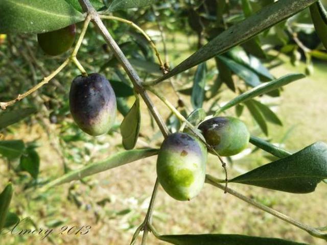 Terreno in vendita a Celle Ligure SV