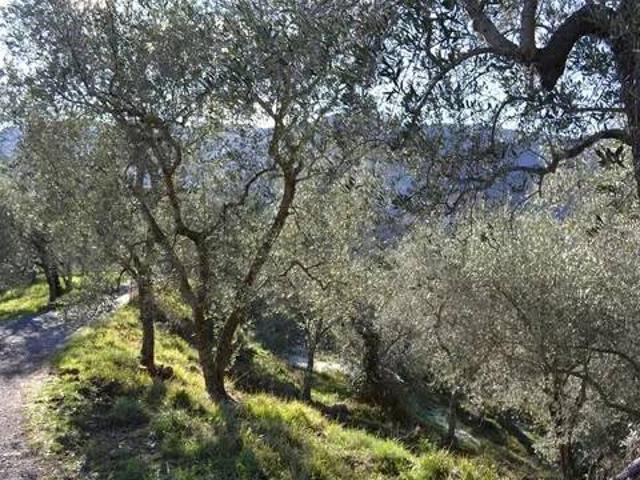 Terreno in vendita a Ceriana IM