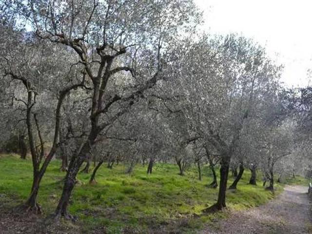 Terreno in vendita a Ceriana IM