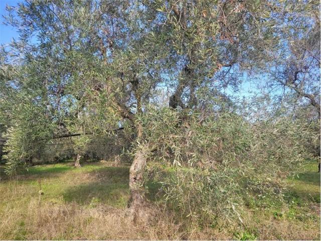 Terreno in vendita a Cerignola FG
