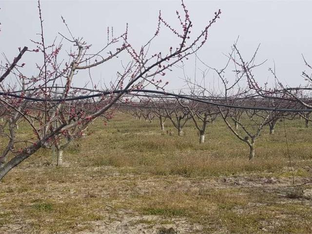 Terreno in vendita a Cerignola FG