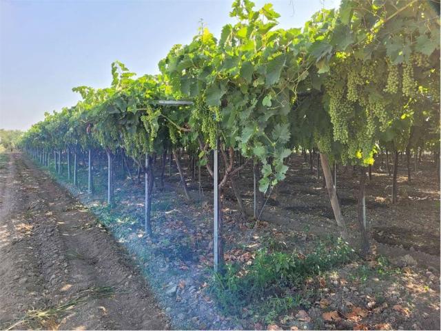 Terreno in vendita a Cerignola FG