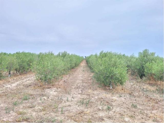 Terreno in vendita a Cerignola FG