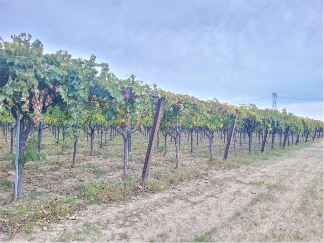 Terreno in vendita a Cerignola FG