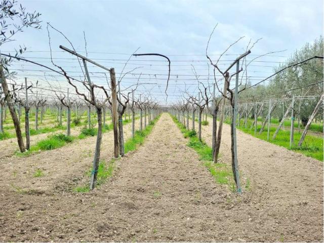 Terreno in vendita a Cerignola FG