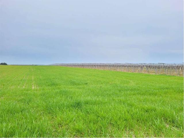 Terreno in vendita a Cerignola FG
