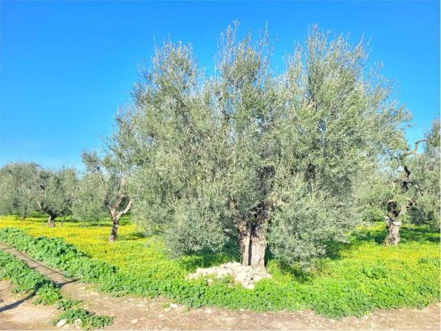 Terreno in vendita a Cerignola FG