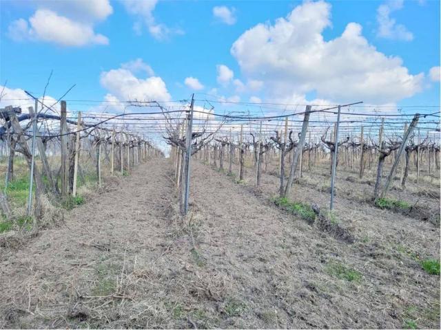 Terreno in vendita a Cerignola FG