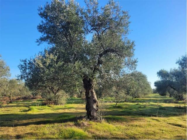 Terreno in vendita a Cerignola FG