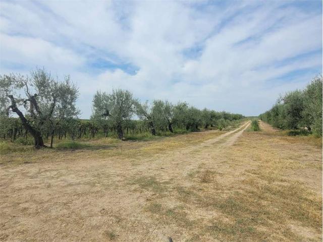Terreno in vendita a Cerignola FG