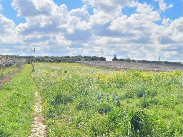 Terreno in vendita a Cerignola FG