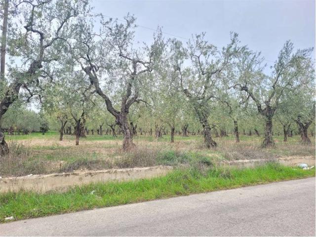 Terreno in vendita a Cerignola FG