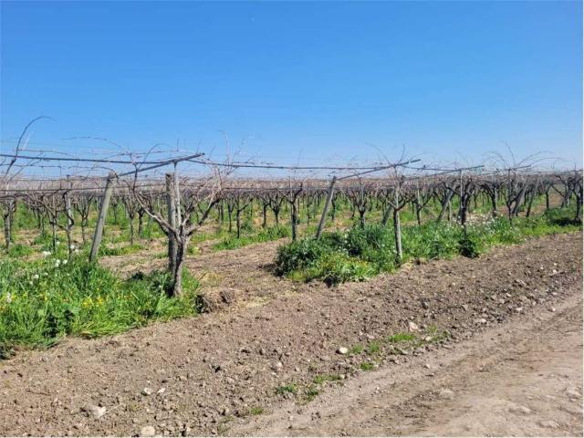 Terreno in vendita a Cerignola FG