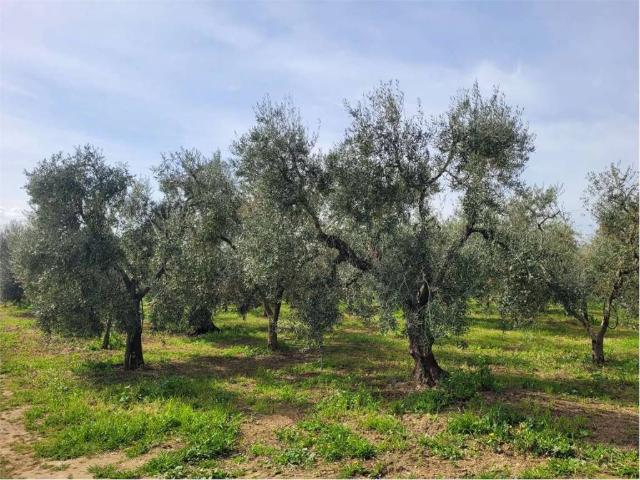 Terreno in vendita a Cerignola FG