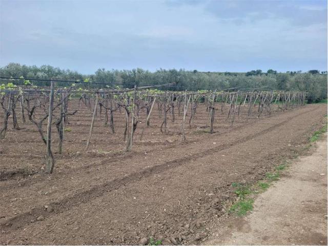 Terreno in vendita a Cerignola FG